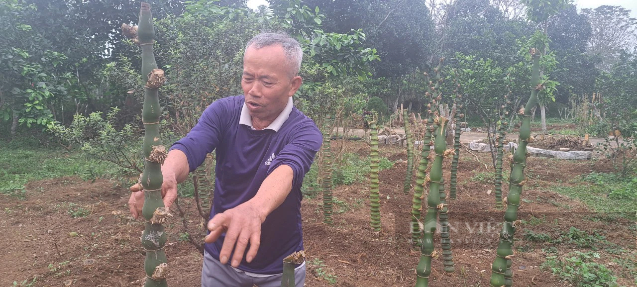 Một người ở Hòa Bình trồng tre la liệt trên đồi, từng tặng Hà Nội 1.000 cây tre uốn thế hình rồng Một người ở Hòa Bình trồng tre la liệt trên đồi, từng tặng Hà Nội 1.000 cây tre uốn thế hình rồng