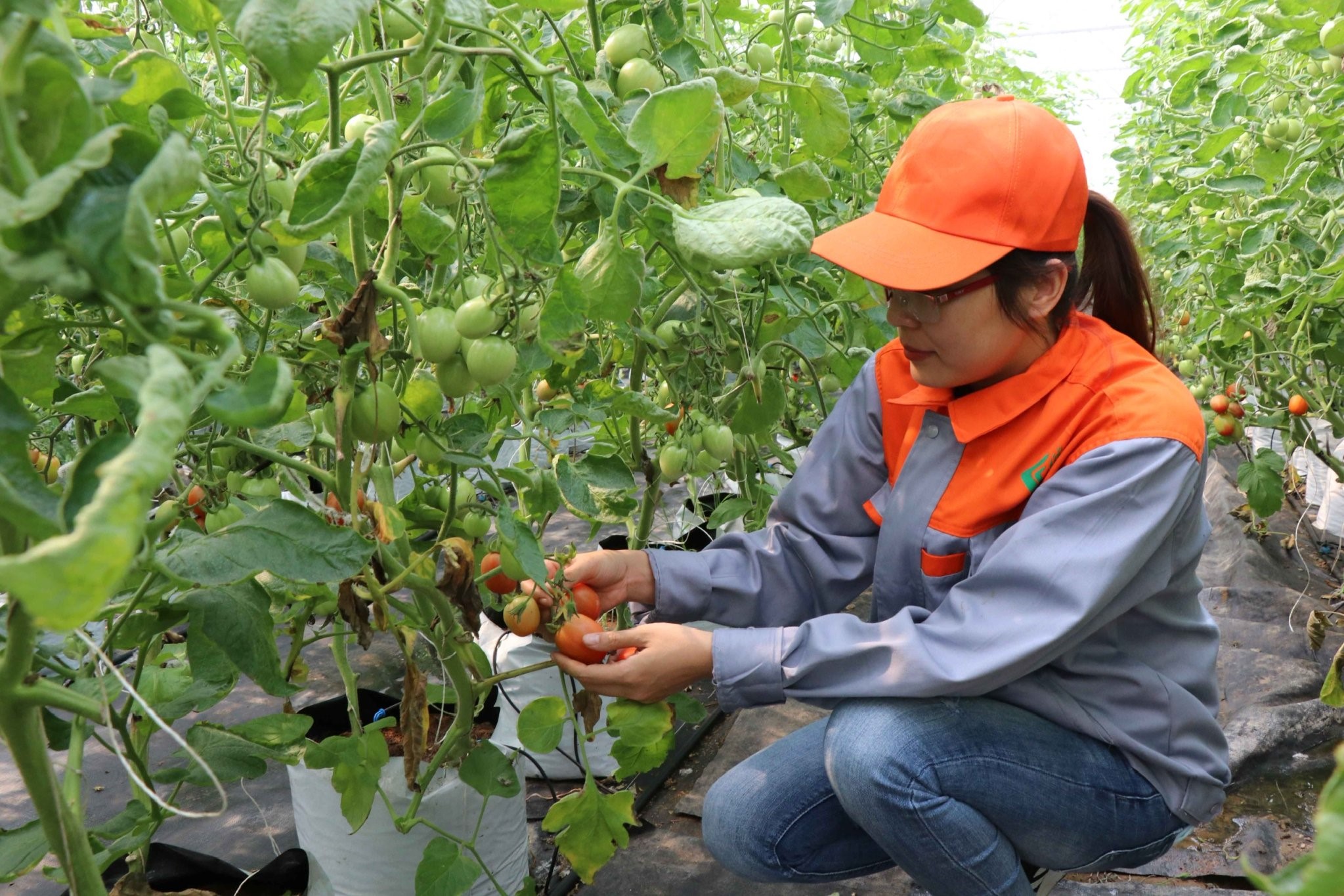 Nguồn vốn chính sách đồng hành cùng phụ nữ Bắc Ninh khởi nghiệp- Ảnh 1. Nguồn vốn chính sách đồng hành cùng phụ nữ Bắc Ninh khởi nghiệp- Ảnh 1.