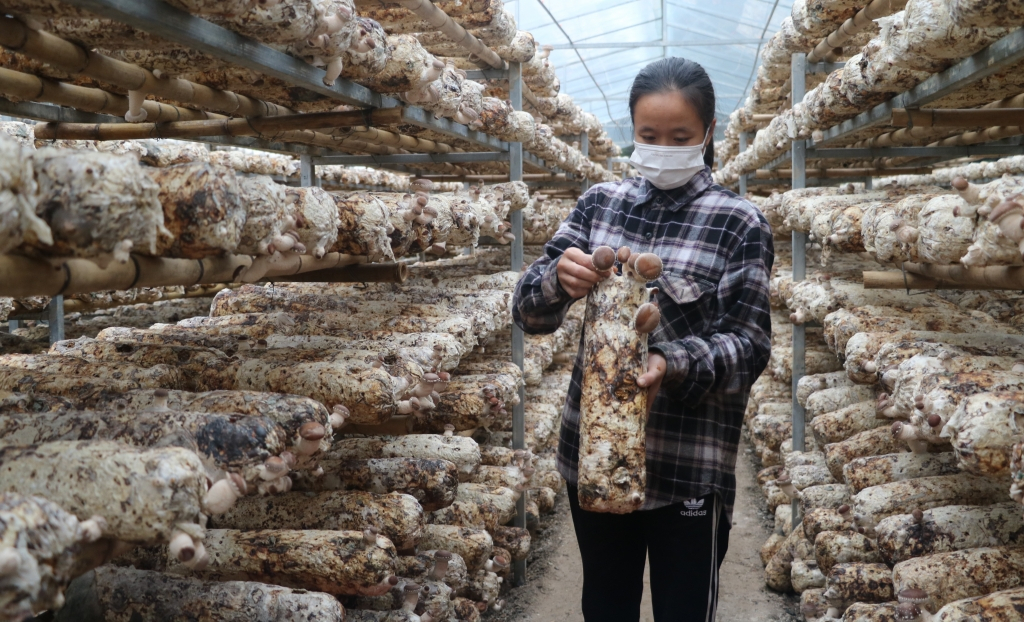 Nhiều HTX ở Cao Bằng ăn nên làm ra, tổng vốn điều lệ đạt gần 1.000 tỷ đồng - Ảnh 1. Nhiều HTX ở Cao Bằng ăn nên làm ra, tổng vốn điều lệ đạt gần 1.000 tỷ đồng - Ảnh 1.