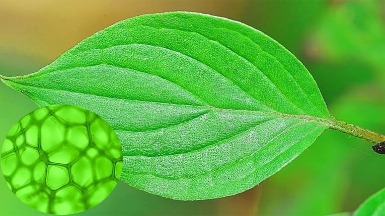 Những thực phẩm chứa diệp lục có lợi cho sức khỏe - Ảnh 1. Những thực phẩm chứa diệp lục có lợi cho sức khỏe - Ảnh 1.