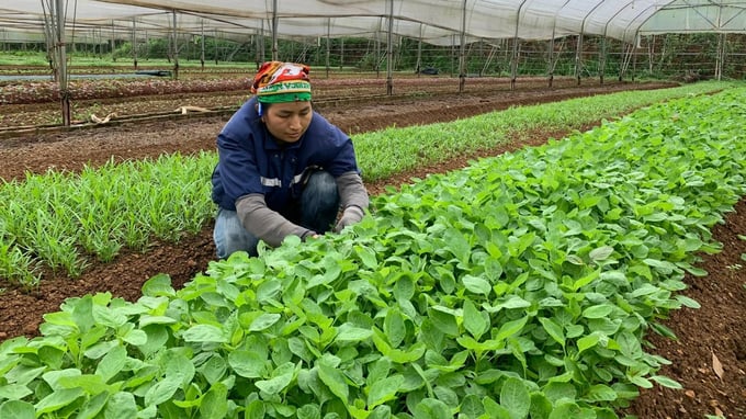 Hiện diện tích trồng rau an toàn, rau hữu cơ ở Lạng Sơn mới chỉ đạt 78ha. Ảnh: Nguyễn Thành.