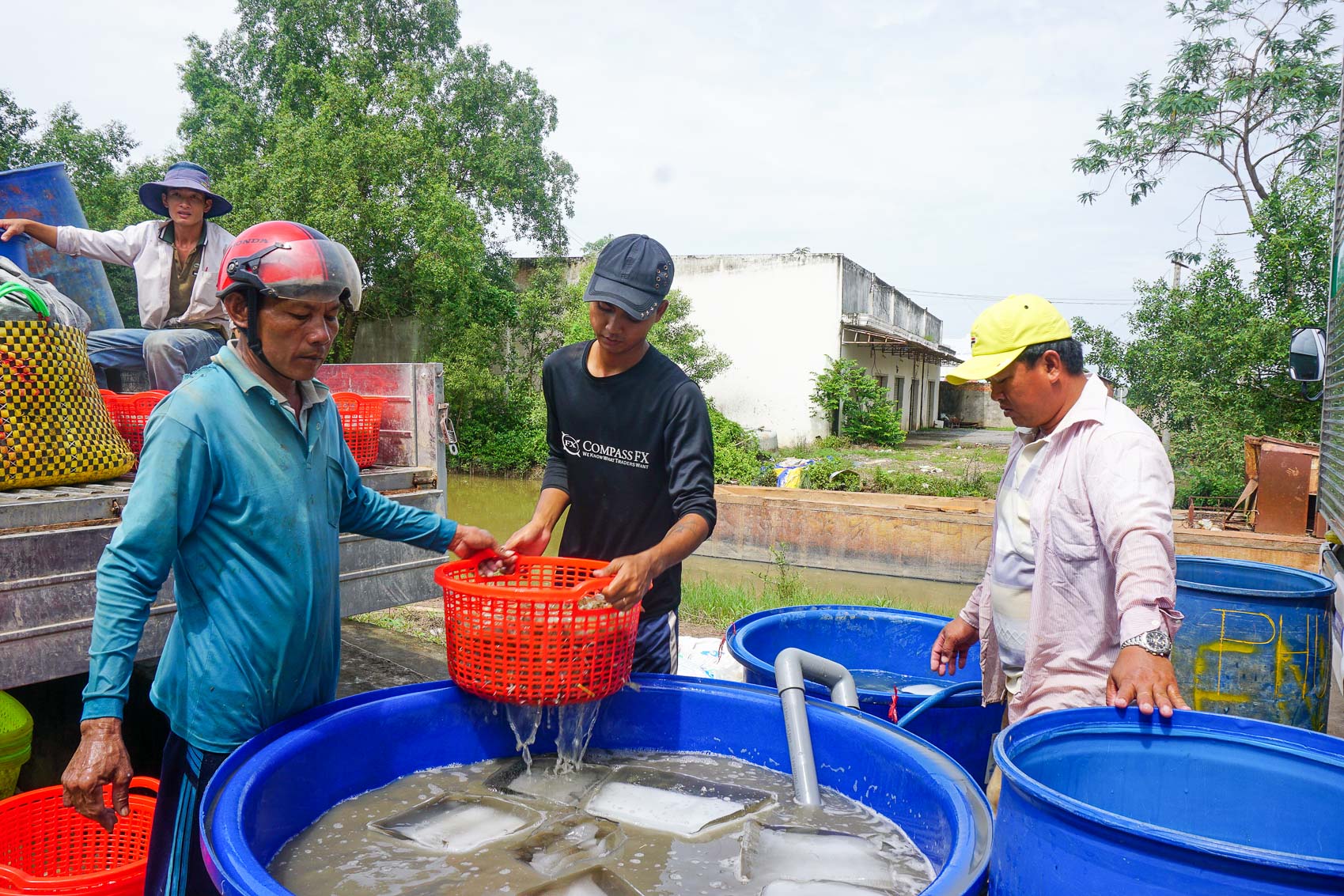 Ở ĐBSCL, trong đó có Sóc Trăng đã sôi động vào vụ nuôi tôm, sao người ta nói Ở ĐBSCL, trong đó có Sóc Trăng đã sôi động vào vụ nuôi tôm, sao người ta nói