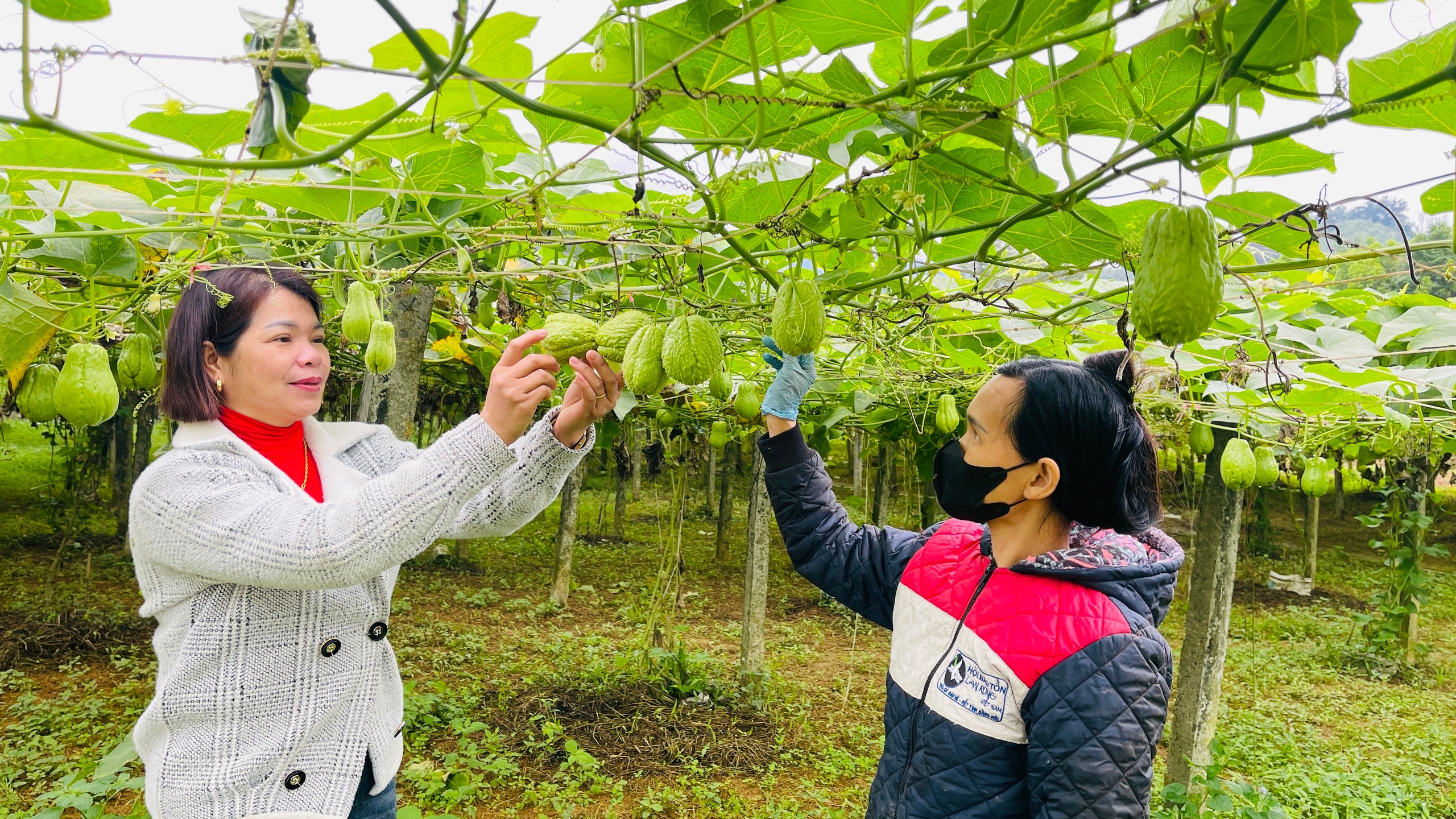 Ở một nơi của Hà Giang, dân trồng bí xanh, trồng su su kiểu gì mà thả trái đếm vội chả xuể, thu nhập tăng- Ảnh 1.