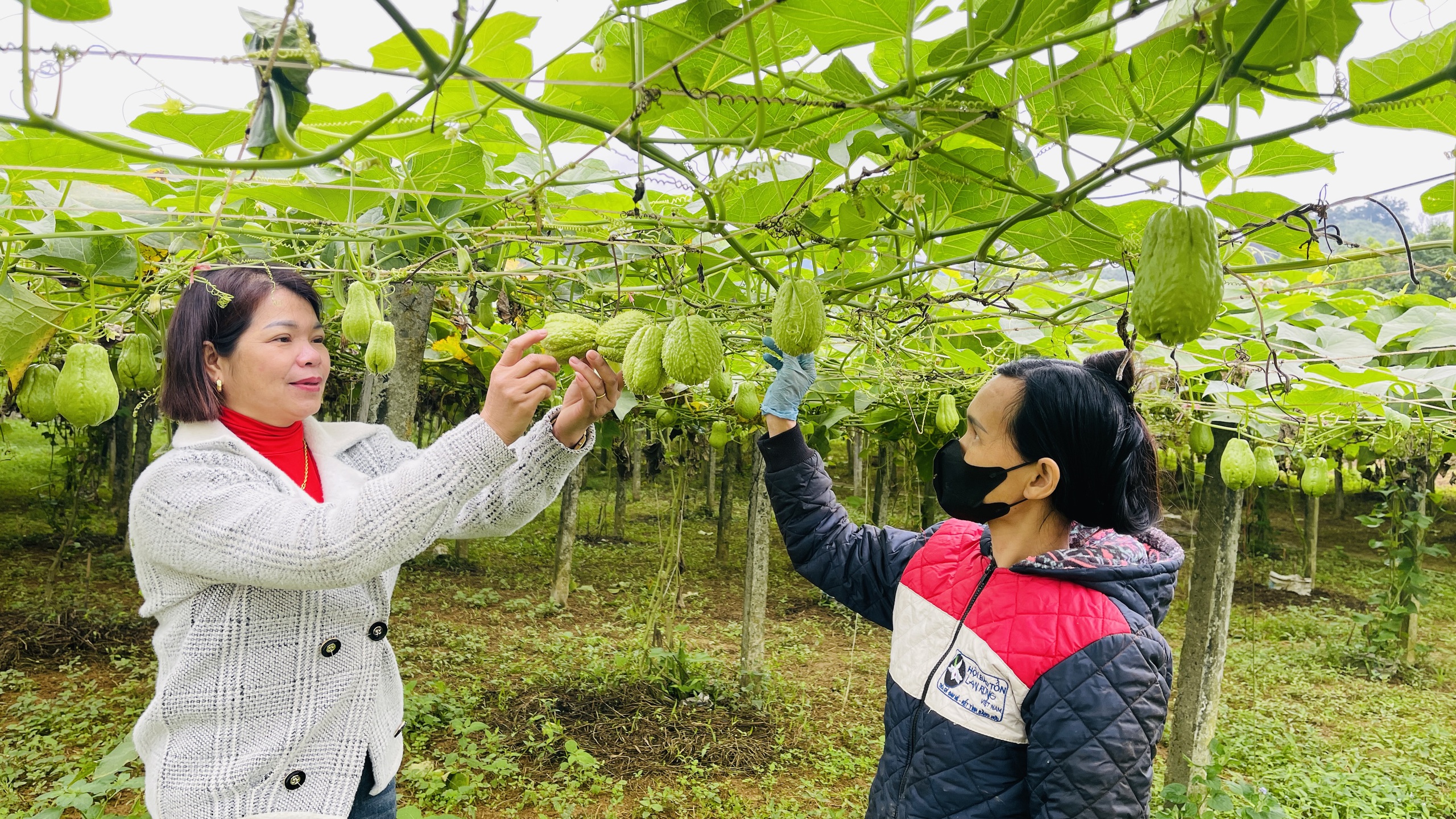 Ở một nơi của Hà Giang, dân trồng bí xanh, trồng su su kiểu gì mà thả trái đếm vội chả xuể, thu nhập tăng- Ảnh 1. Ở một nơi của Hà Giang, dân trồng bí xanh, trồng su su kiểu gì mà thả trái đếm vội chả xuể, thu nhập tăng- Ảnh 1.