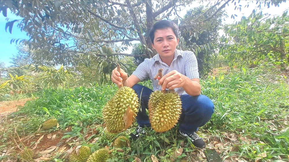 Một vườn sầu riêng ở tỉnh Gia Lai bị rụng quả do sốc nhiệt. Ảnh: HỮU PHÚC