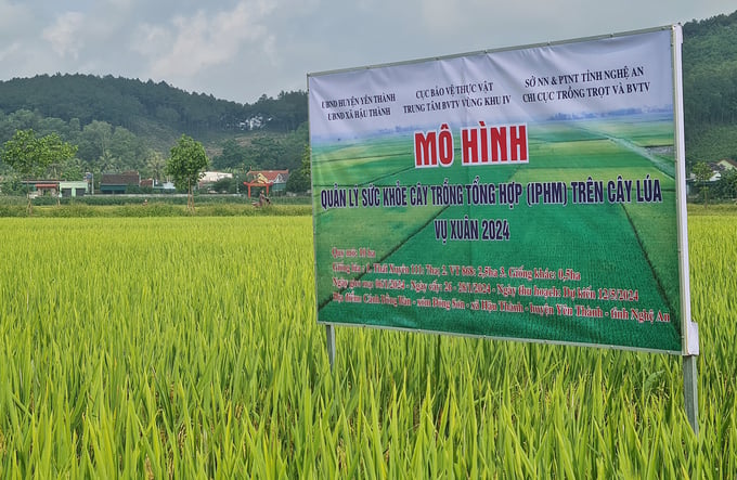 z5421727893661_9cd09584164de90f599aca0e84e25117-212438_193.jpg Mô hình áp dụng IPHM vụ đầu được triển khai ở huyện Yên Thành nhưng đã mang lại nhiều giá trị khác biệt. Ảnh: Việt Khánh.