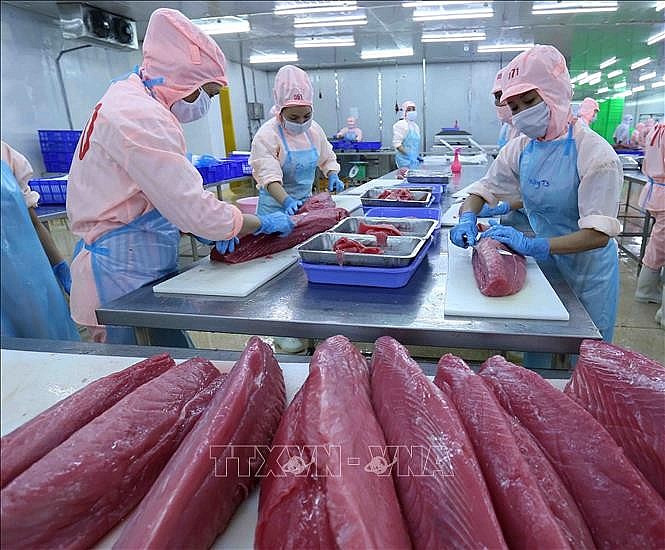 Chế biến sản phẩm cá ngừ đại dương xuất khẩu tại nhà máy của Công ty Cổ phần Bá Hải. Ảnh tư liệu: Vũ Sinh/TTXVN