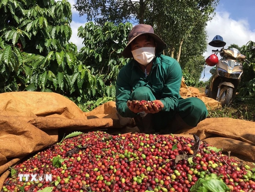 Sản lượng cà phê Việt Nam chỉ còn 1,47 triệu tấn dự kiến thấp nhất 4 năm