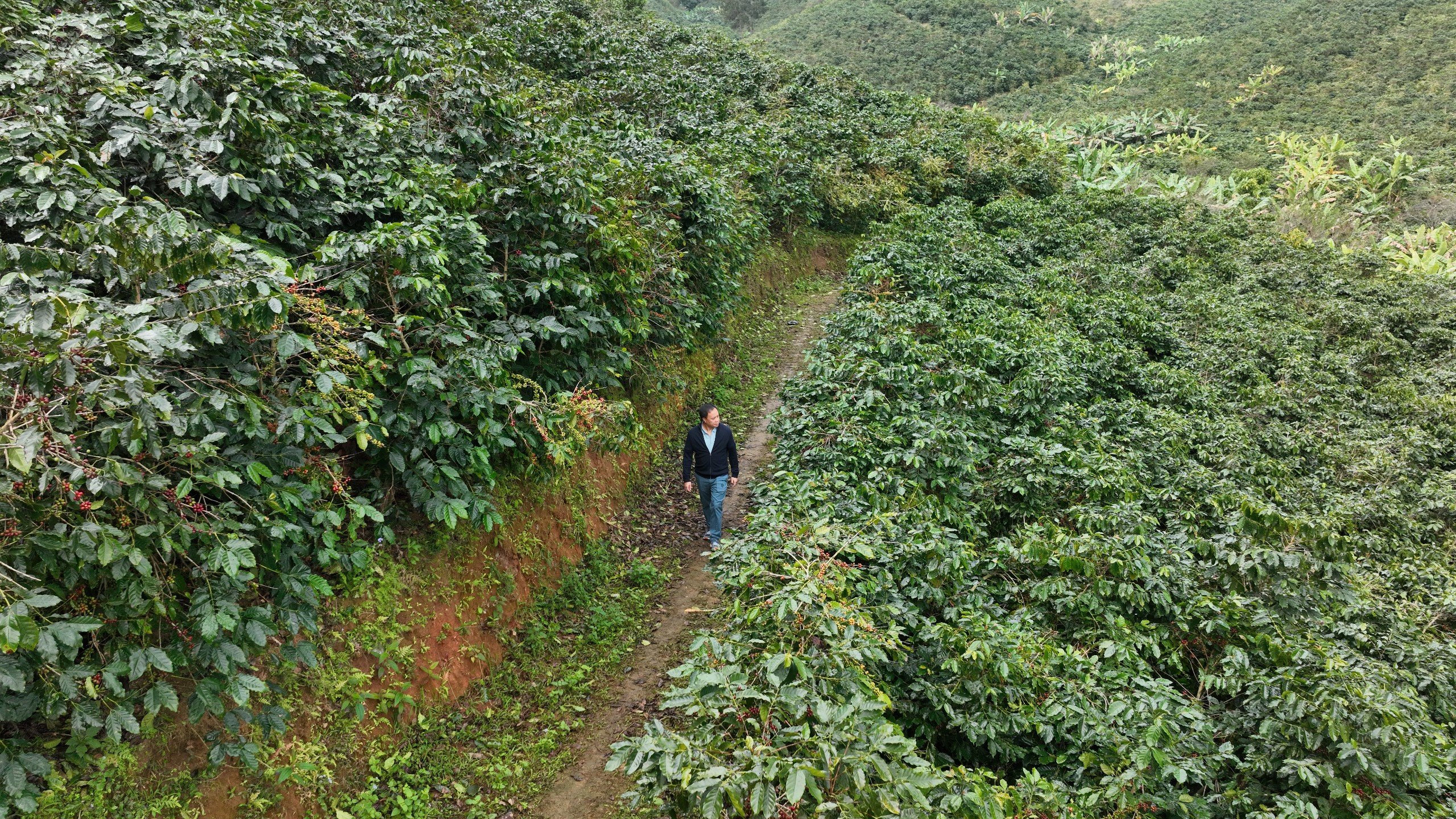 Sơn La, những con đường gập ghềnh nhưng nhiều tình yêu với cà phê Arabica- Ảnh 1. Sơn La, những con đường gập ghềnh nhưng nhiều tình yêu với cà phê Arabica- Ảnh 1.