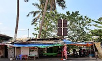 Trồng 4 cây dừa giữa nhà, người đàn ông ở TP.HCM có 'máy điều hòa' suốt 30 năm
