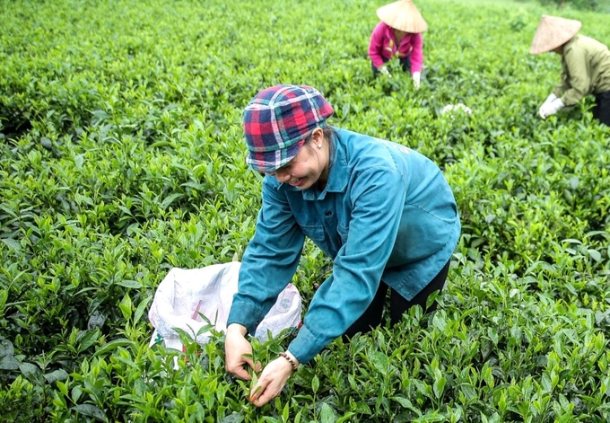 Sản xuất, kinh doanh gắn với bảo vệ môi trường là yếu tố quan trọng để xây dựng nền nông nghiệp xanh, an toàn, bền vững. Ảnh: Phạm Hiếu.