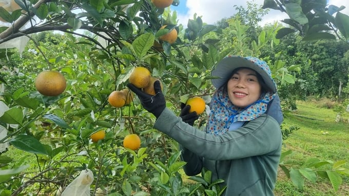 Vườn cam 400 cây của hộ gia đình anh Nguyễn Duy Chuyển ở làng Hà Nừng (xã Sơn Lang) 'nói không' với hóa chất. Ảnh: Đăng Lâm.