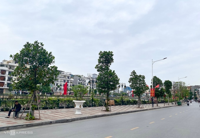 Hàng cây mít trồng dọc trên vìa hè phố Tam Bạc, phường Hạ Lý, quận Hồng Bàng, bắt đầu ra quả, chiều 1/5. Ảnh: Quỳnh Nguyễn