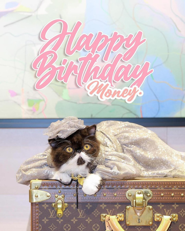 Chân dung chú mèo Money trong bữa tiệc sinh nhật lần thứ 7 của mình - Ảnh: Instagram Haliza Maysuri Chân dung chú mèo Money trong bữa tiệc sinh nhật lần thứ 7 của mình - Ảnh: Instagram Haliza Maysuri