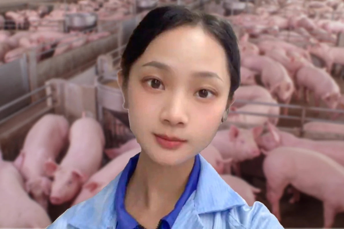 Trở thành hiện tượng mạng nhờ về quê nuôi heo- Ảnh 1. Rời khỏi môi trường làm việc với máy lạnh và hàng đống giấy tờ hành chính, Chu đã làm việc ở trang trại nuôi heo được ba năm - Ảnh: SCMP