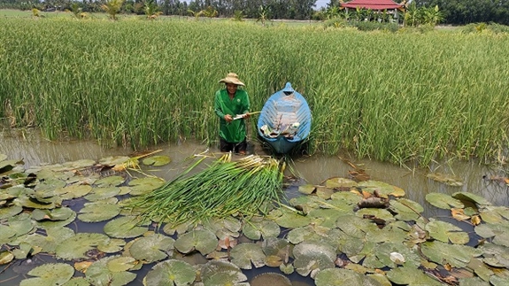 Trồng cỏ dại bán làm rau đặc sản, một nông dân Hậu Giang hễ hết tháng là Trồng cỏ dại bán làm rau đặc sản, một nông dân Hậu Giang hễ hết tháng là