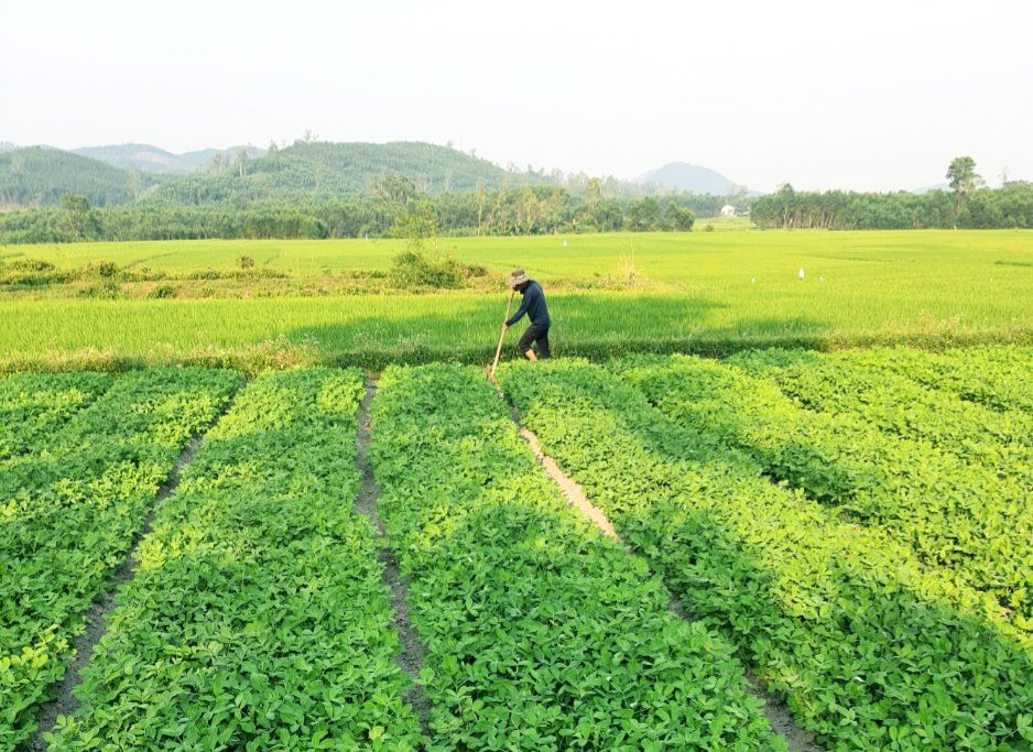 Nông dân một xã ở Quảng Nam chuyển từ làm lúa sang trồng những loại cây gì mà thu nhập tốt hơn hẳn?- Ảnh 1. Nông dân một xã ở Quảng Nam chuyển từ làm lúa sang trồng những loại cây gì mà thu nhập tốt hơn hẳn?- Ảnh 1.
