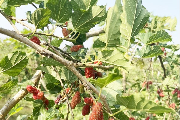 Trồng thứ cây tới mùa ra trái chả kịp cản, ở Hậu Giang, một nông dân hái 10 tấn bán, mang về 500 triệu- Ảnh 1. Trồng thứ cây tới mùa ra trái chả kịp cản, ở Hậu Giang, một nông dân hái 10 tấn bán, mang về 500 triệu- Ảnh 1.