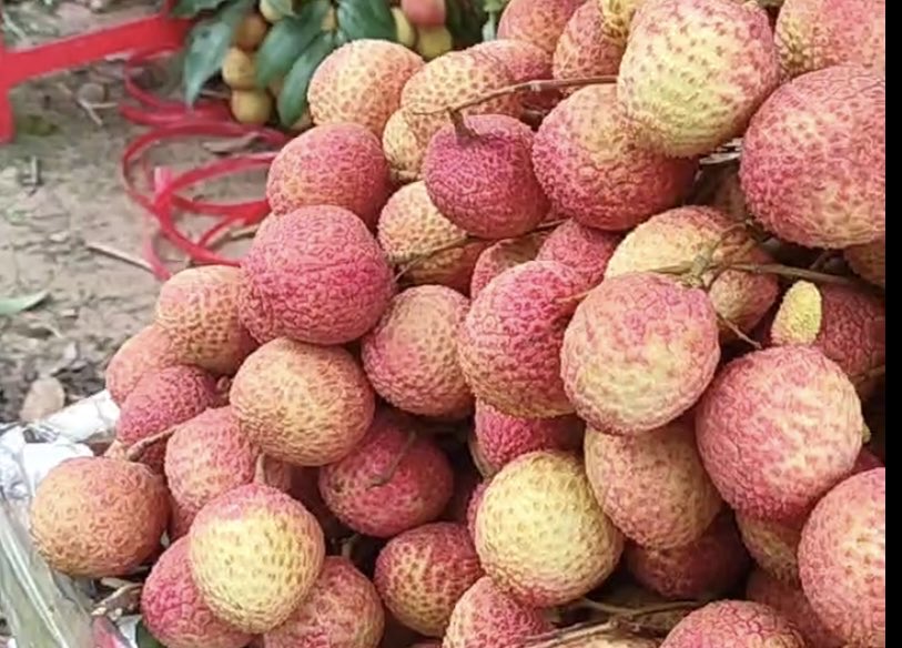 Vải thiều mất mùa đơn hàng vẫn tăng, doanh nghiệp lo thiếu hàng xuất khẩu- Ảnh 1. Vải thiều mất mùa đơn hàng vẫn tăng, doanh nghiệp lo thiếu hàng xuất khẩu- Ảnh 1.