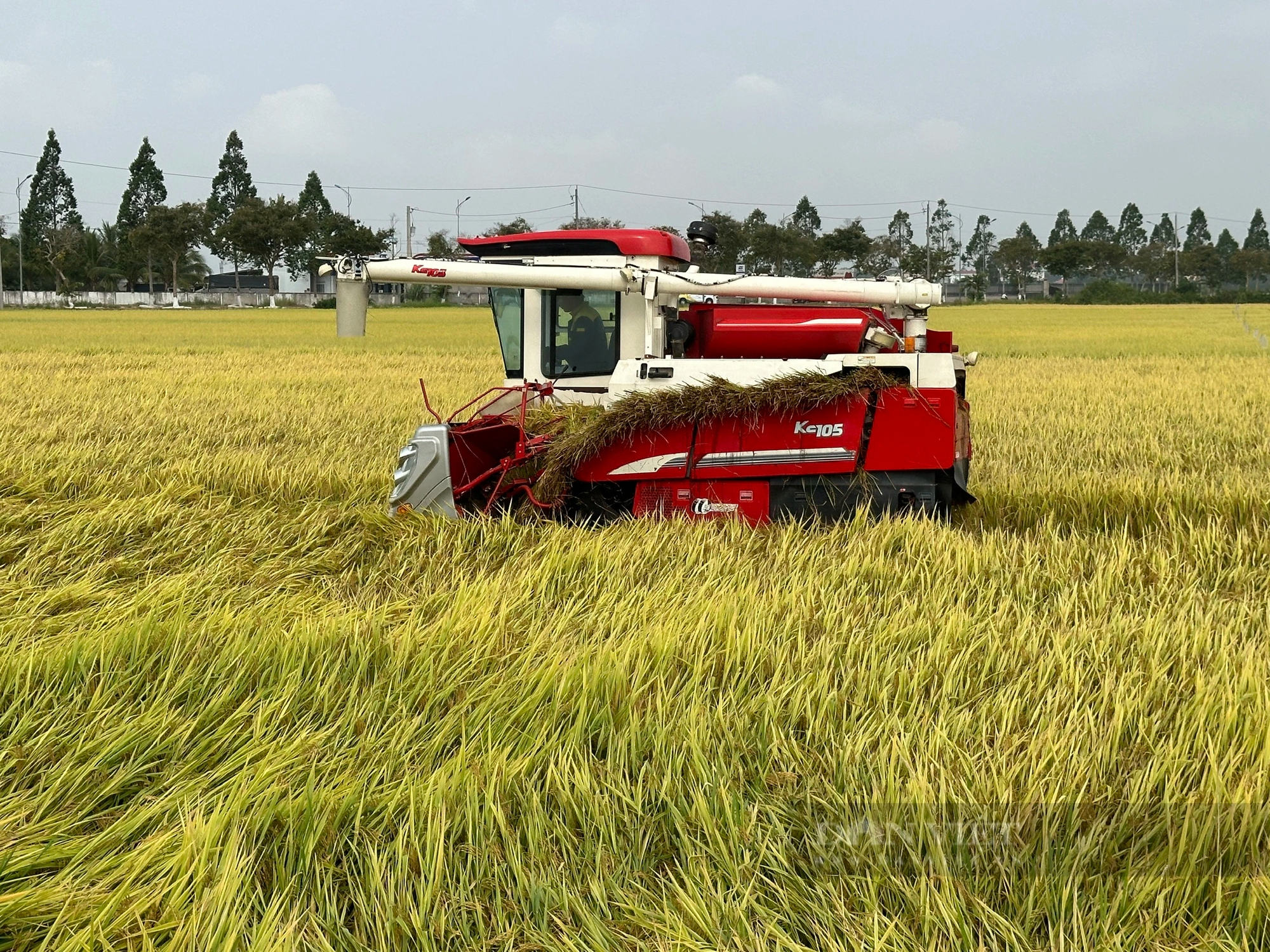 Việt Nam có tiềm năng lớn để xuất khẩu gạo thơm sang khu vực Âu Mỹ- Ảnh 1. Việt Nam có tiềm năng lớn để xuất khẩu gạo thơm sang khu vực Âu Mỹ- Ảnh 1.