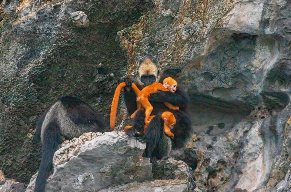 Hình ảnh những "bé" voọc đầu trắng sơ sinh có bộ lông vàng thẫm được bố mẹ ôm trên vách núi ở vịnh Lan Hạ, huyện Cát Hải, TP Hải Phòng đang gây sốt cộng đồng mạng - Ảnh: MAI SỸ LUÂN