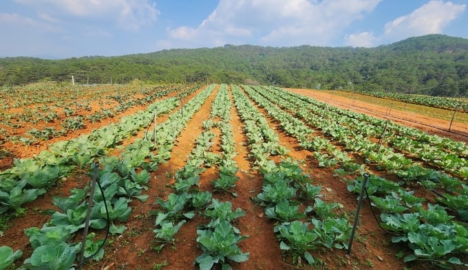 Liên kết sản xuất nông nghiệp hữu cơ đem lại lợi ích cho cả doanh nghiệp và nông hộ. Ảnh: PC.