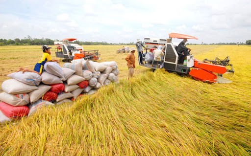 Xuất khẩu tuần 6/5-12/5: Xuất khẩu gạo tiếp tục tăng trưởng; vải thiều Thanh Hà được đưa sang Australia bằng máy bay