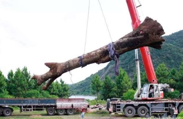Cây gỗ dài 22m, nặng 60 tấn được phát hiện dưới sông: Giá trị ước tính hơn 10 tỷ đồng khiến cảnh sát phải phong tỏa hiện trường - Ảnh 2. Cây gỗ dài 22m, nặng 60 tấn được phát hiện dưới sông: Giá trị ước tính hơn 10 tỷ đồng khiến cảnh sát phải phong tỏa hiện trường - Ảnh 2.