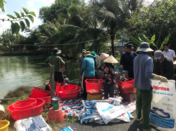 Đây là loài vật đẹp mã, dân Hậu Giang nuôi thành công dưới ao đất, bắt 10 tấn, bán 65.000 đồng/kg- Ảnh 3. Đây là loài vật đẹp mã, dân Hậu Giang nuôi thành công dưới ao đất, bắt 10 tấn, bán 65.000 đồng/kg- Ảnh 3.