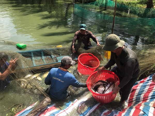 Đây là loài vật đẹp mã, dân Hậu Giang nuôi thành công dưới ao đất, bắt 10 tấn, bán 65.000 đồng/kg- Ảnh 2. Đây là loài vật đẹp mã, dân Hậu Giang nuôi thành công dưới ao đất, bắt 10 tấn, bán 65.000 đồng/kg- Ảnh 2.