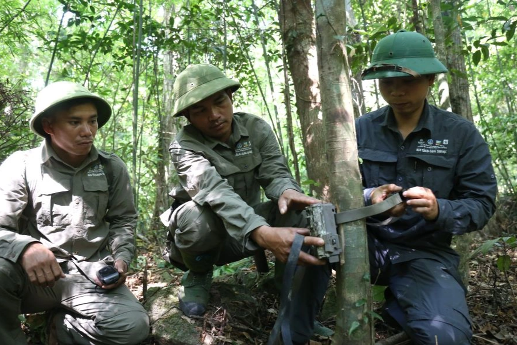 Nhiều động vật quý hiếm trong rừng Quảng Trị lọt bẫy ảnh - 2 Nhiều động vật quý hiếm trong rừng Quảng Trị lọt bẫy ảnh - 2