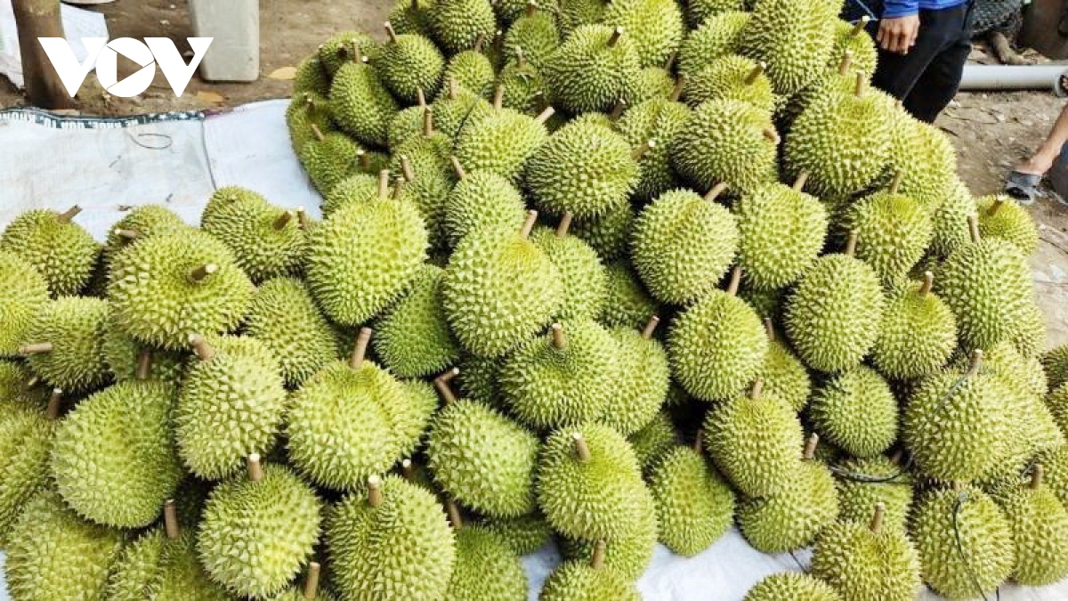 Đồng bào cơ tu quảng nam thoát nghèo từ mô hình trồng cây ăn quả hình ảnh 2 Dong bao co tu quang nam thoat ngheo tu mo hinh trong cay an qua hinh anh 2