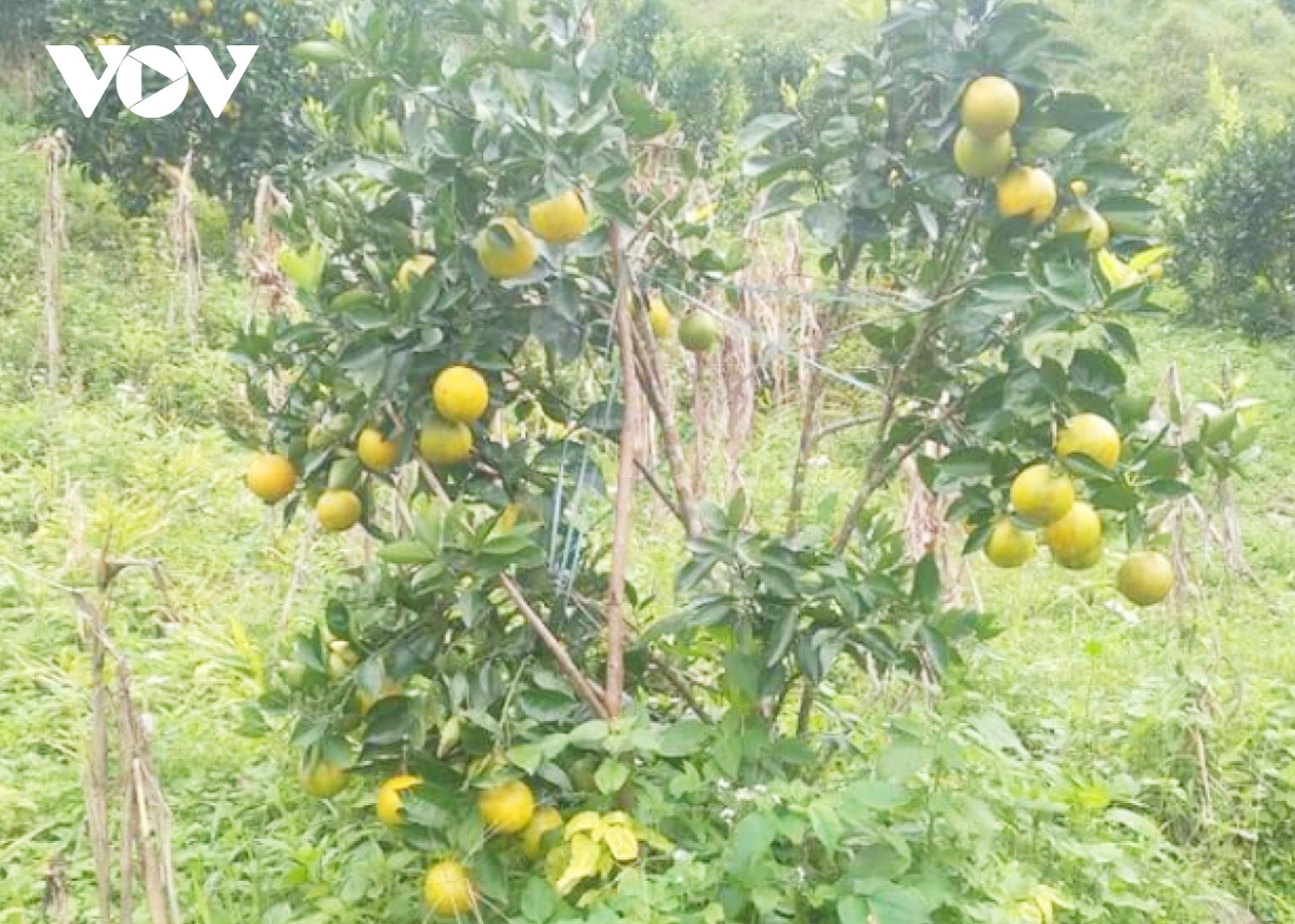Đồng bào cơ tu quảng nam thoát nghèo từ mô hình trồng cây ăn quả hình ảnh 3 Dong bao co tu quang nam thoat ngheo tu mo hinh trong cay an qua hinh anh 3