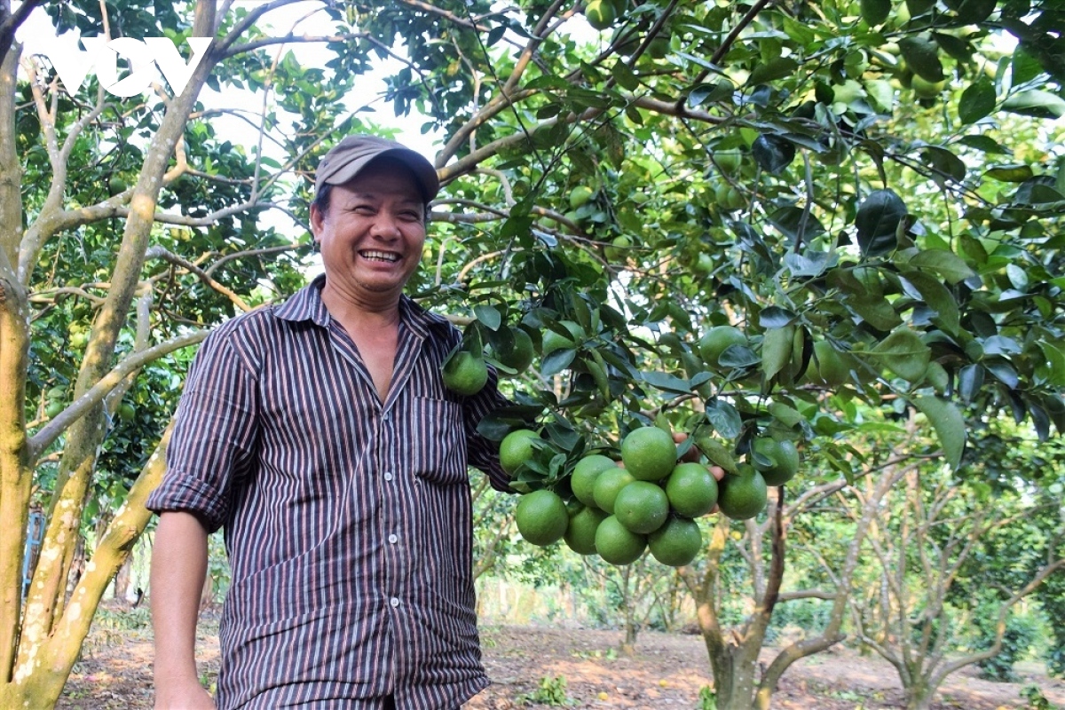 Đồng bào cơ tu quảng nam thoát nghèo từ mô hình trồng cây ăn quả hình ảnh 4 Dong bao co tu quang nam thoat ngheo tu mo hinh trong cay an qua hinh anh 4