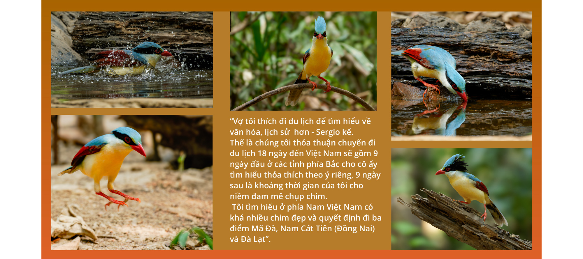 Việt Nam là miền đất hứa mới cho người mê chim - Ảnh 3. Việt Nam là miền đất hứa mới cho người mê chim - Ảnh 3.
