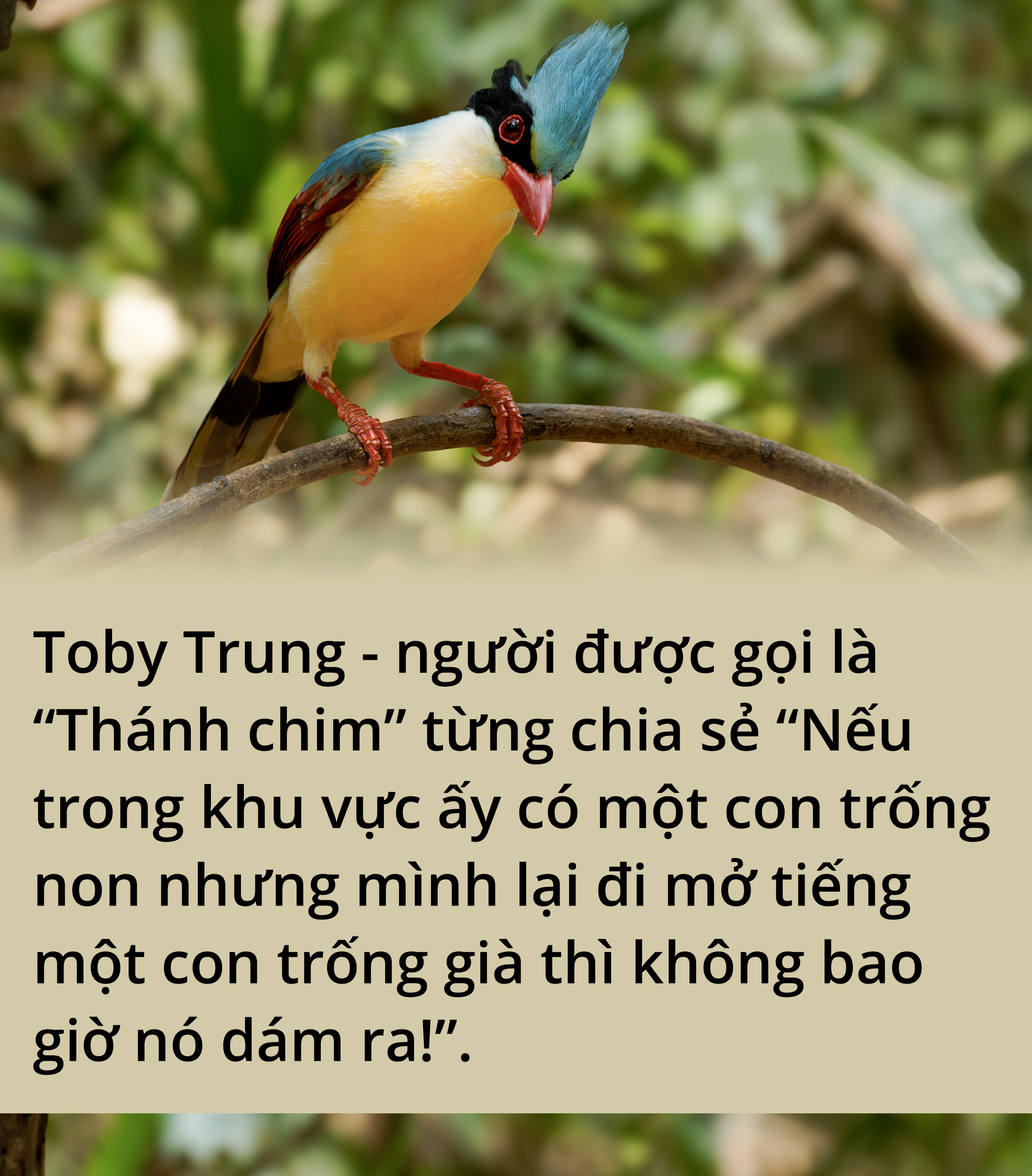 Việt Nam là miền đất hứa mới cho người mê chim - Ảnh 2. Việt Nam là miền đất hứa mới cho người mê chim - Ảnh 2.