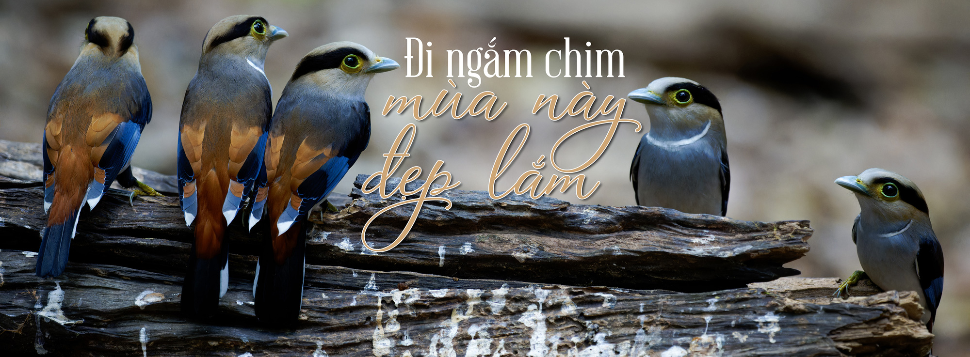 Việt Nam là miền đất hứa mới cho người mê chim - Ảnh 15. Việt Nam là miền đất hứa mới cho người mê chim - Ảnh 15.