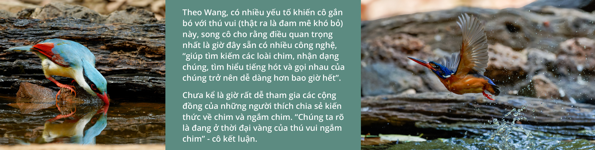 Việt Nam là miền đất hứa mới cho người mê chim - Ảnh 17. Việt Nam là miền đất hứa mới cho người mê chim - Ảnh 17.
