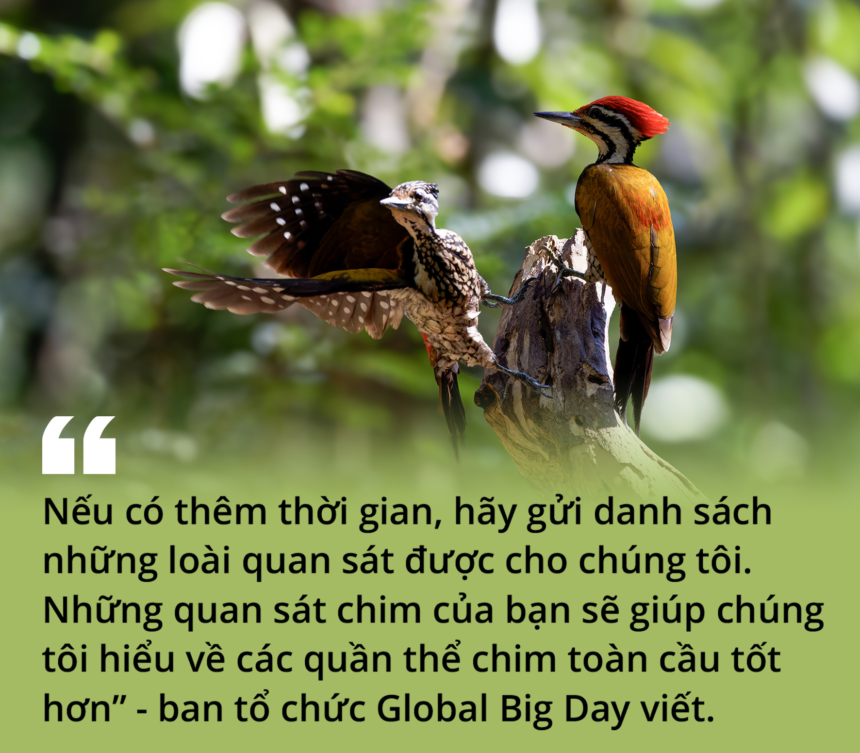 Việt Nam là miền đất hứa mới cho người mê chim - Ảnh 19. Việt Nam là miền đất hứa mới cho người mê chim - Ảnh 19.