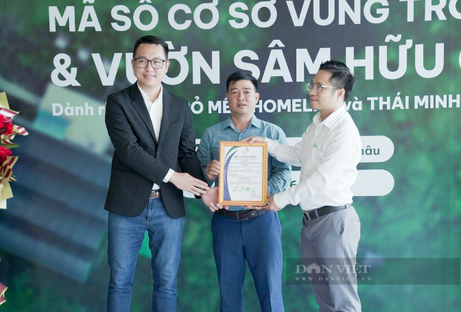 Một vườn trồng sâm ở Lai Châu được chứng nhận mã số quan trọng này- Ảnh 3. Một vườn trồng sâm ở Lai Châu được chứng nhận mã số quan trọng này- Ảnh 3.