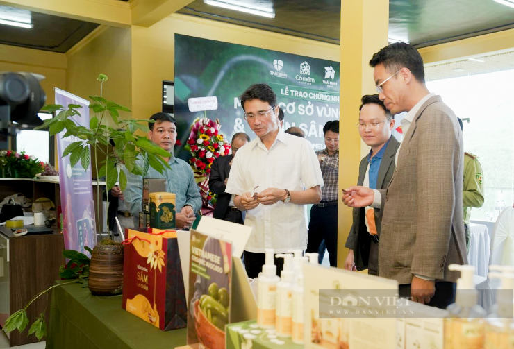 Một vườn trồng sâm ở Lai Châu được chứng nhận mã số quan trọng này- Ảnh 2. Một vườn trồng sâm ở Lai Châu được chứng nhận mã số quan trọng này- Ảnh 2.