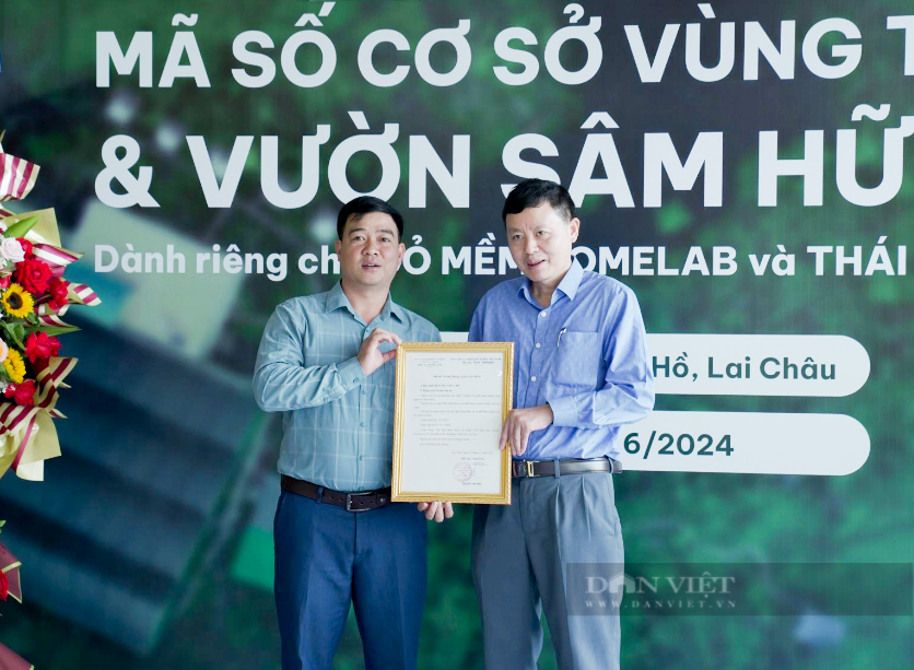 Một vườn trồng sâm ở Lai Châu được chứng nhận mã số quan trọng này- Ảnh 4. Một vườn trồng sâm ở Lai Châu được chứng nhận mã số quan trọng này- Ảnh 4.
