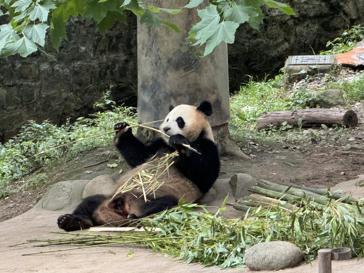 Gấu trúc ngoài đời khác trong phim như thế nào ở 'thiên đường gấu trúc'?- Ảnh 3. Gấu trúc ngoài đời khác trong phim như thế nào ở 'thiên đường gấu trúc'?- Ảnh 3.