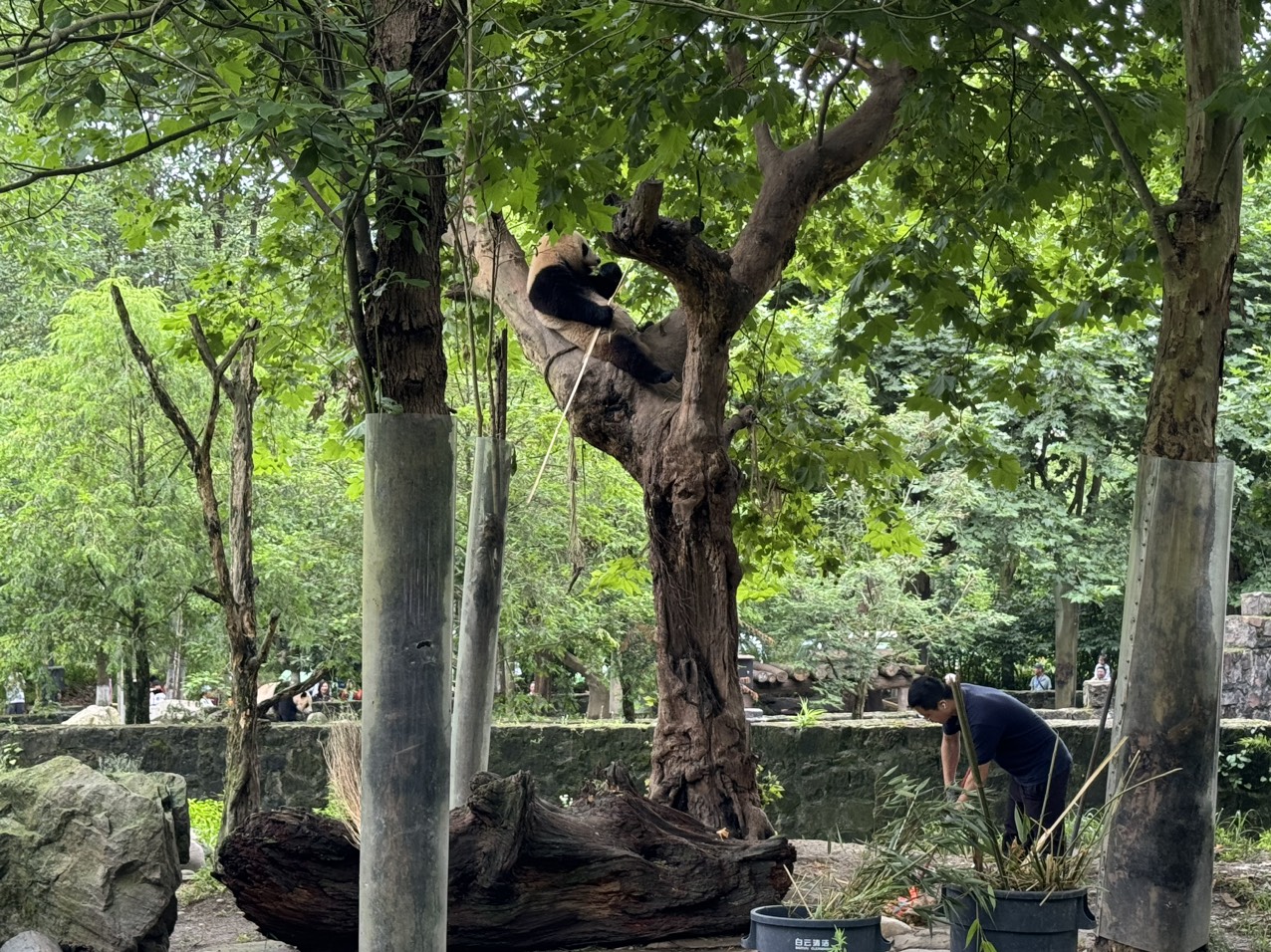 Gấu trúc ngoài đời khác trong phim như thế nào ở 'thiên đường gấu trúc'?- Ảnh 6. Gấu trúc ngoài đời khác trong phim như thế nào ở 'thiên đường gấu trúc'?- Ảnh 6.