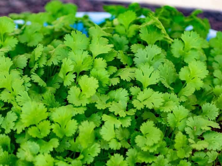 6 loại thảo mộc giúp giải nhiệt cho cơ thể trong mùa hè- Ảnh 2. 6 loại thảo mộc giúp giải nhiệt cho cơ thể trong mùa hè- Ảnh 2.