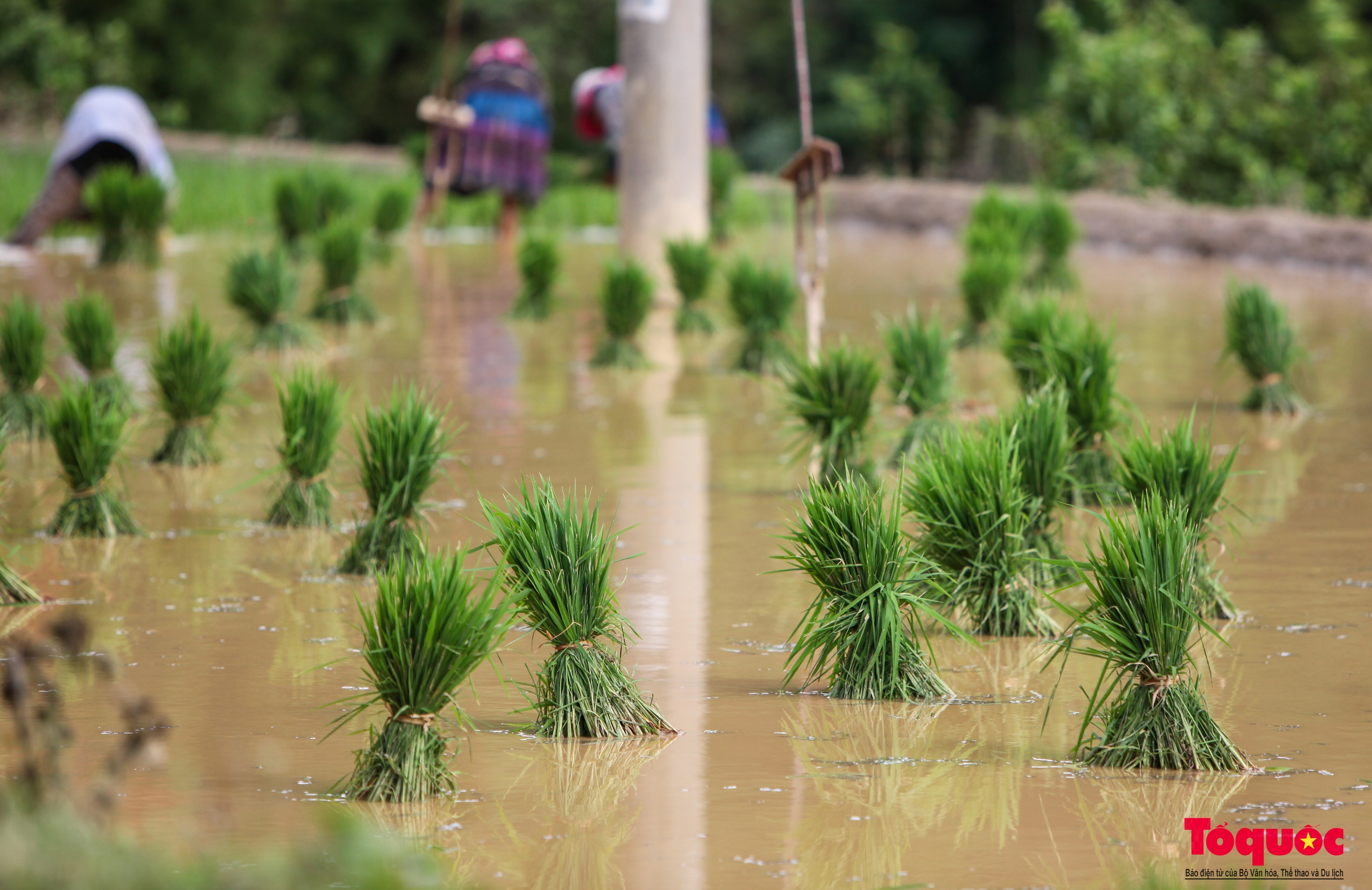 Ngắm nhìn ruộng bậc thang Mù Cang Chải mùa nước đổ - Ảnh 6. Ngắm nhìn ruộng bậc thang Mù Cang Chải mùa nước đổ - Ảnh 6.