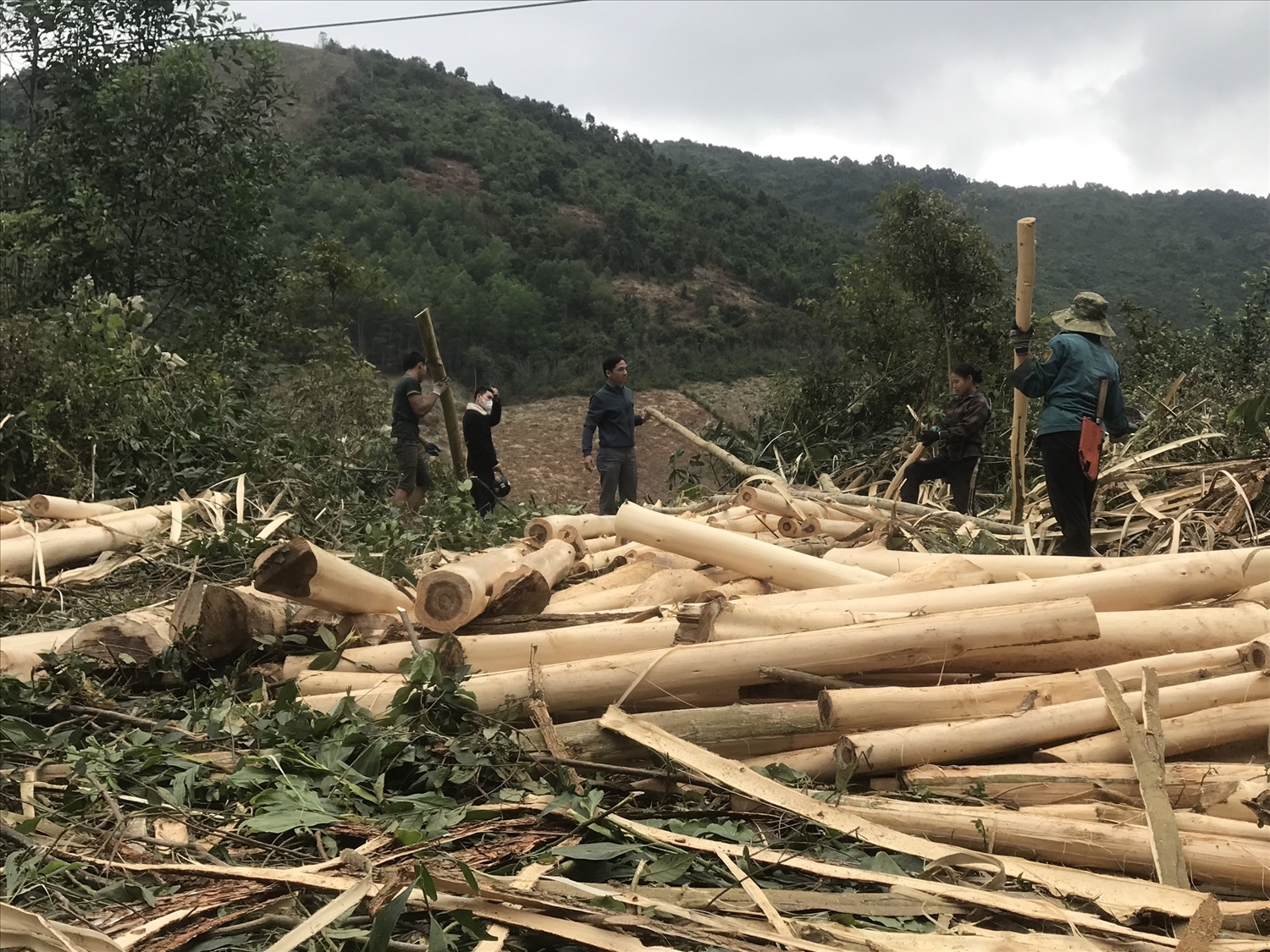 Người dân Yên Tĩnh và Yên Na đang có thu nhập ổn định từ kinh tế rừng Người dân Yên Tĩnh và Yên Na đang có thu nhập ổn định từ kinh tế rừng