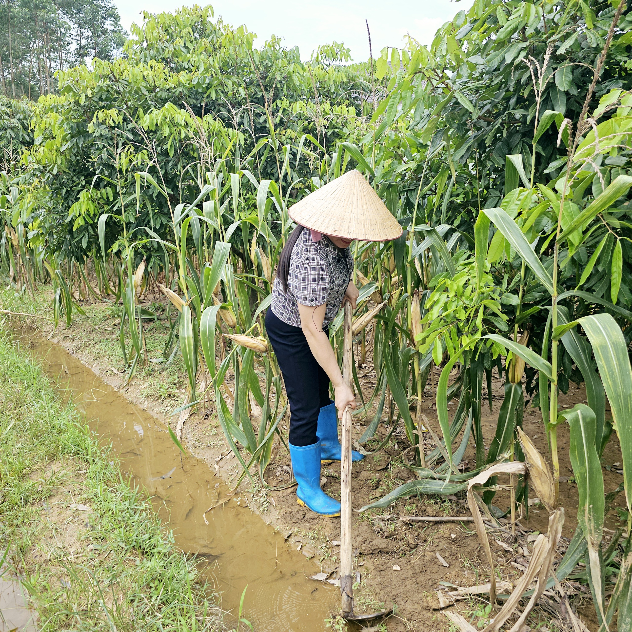 Người phụ nữ Cao Lan biến đất đồi thành tiền - Ảnh 2. Người phụ nữ Cao Lan biến đất đồi thành tiền - Ảnh 2.