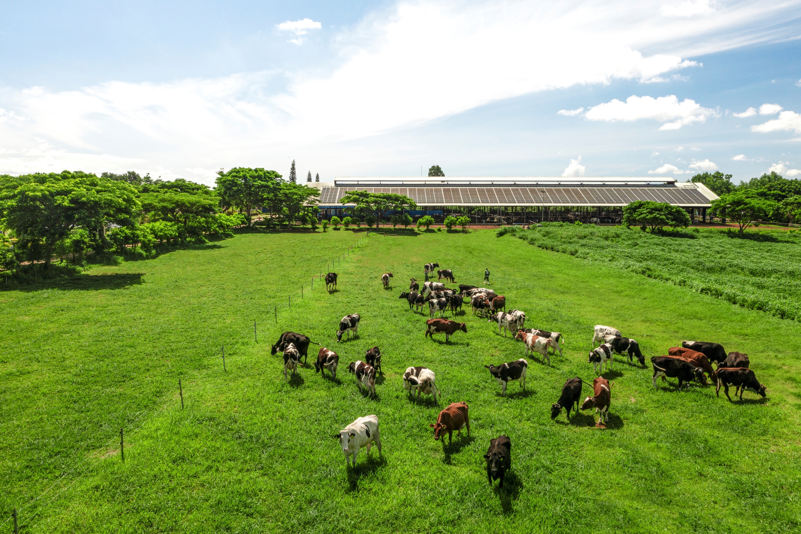 Hệ sinh thái "Net Zero" đã vượt ra ngoài những trang trại xanh của Viamilk- Ảnh 11. Hệ sinh thái "Net Zero" đã vượt ra ngoài những trang trại xanh của Viamilk- Ảnh 11.