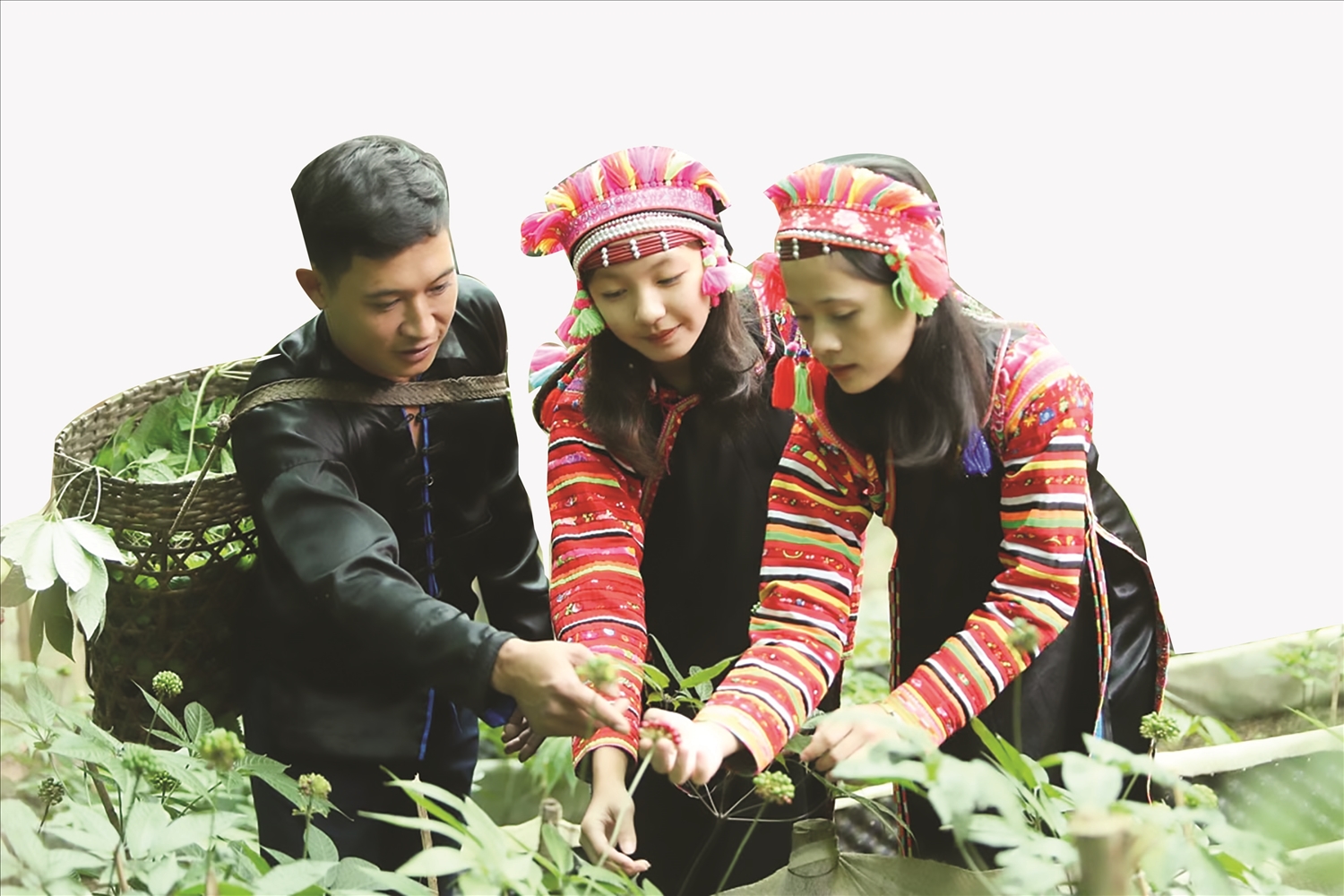 Sâm Lai Châu có hình thái tương tự Sâm Ngọc Linh, lá tròn, hai mặt lá có lông, hạt có 1 chấm đen. Sâm Lai Châu có hàm lượng saponin lên tới 21,34%; trong đó hợp chất Majonosid - R2 tới 7,78% và đã được chứng minh có một số tác dụng sinh học tốt cho sức khỏe... Hiện nay, tại tỉnh Lai Châu đã có gần 30 doanh nghiệp, hợp tác xã và hàng trăm hộ gia đình, cá nhân đầu tư, gây trồng được 100ha sâm, với hàng chục nghìn cây sâm giống gốc Đồng bào La Hủ chăm sóc cây sâm Lai Châu